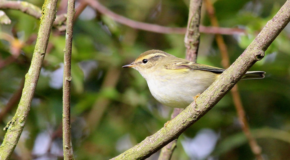 Yellow-browed Warbler - Nárgila Moura