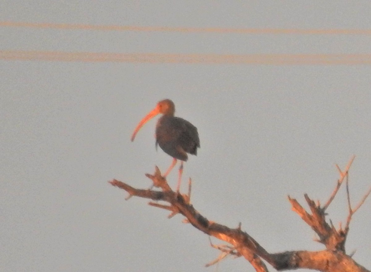 White Ibis - ML72809921