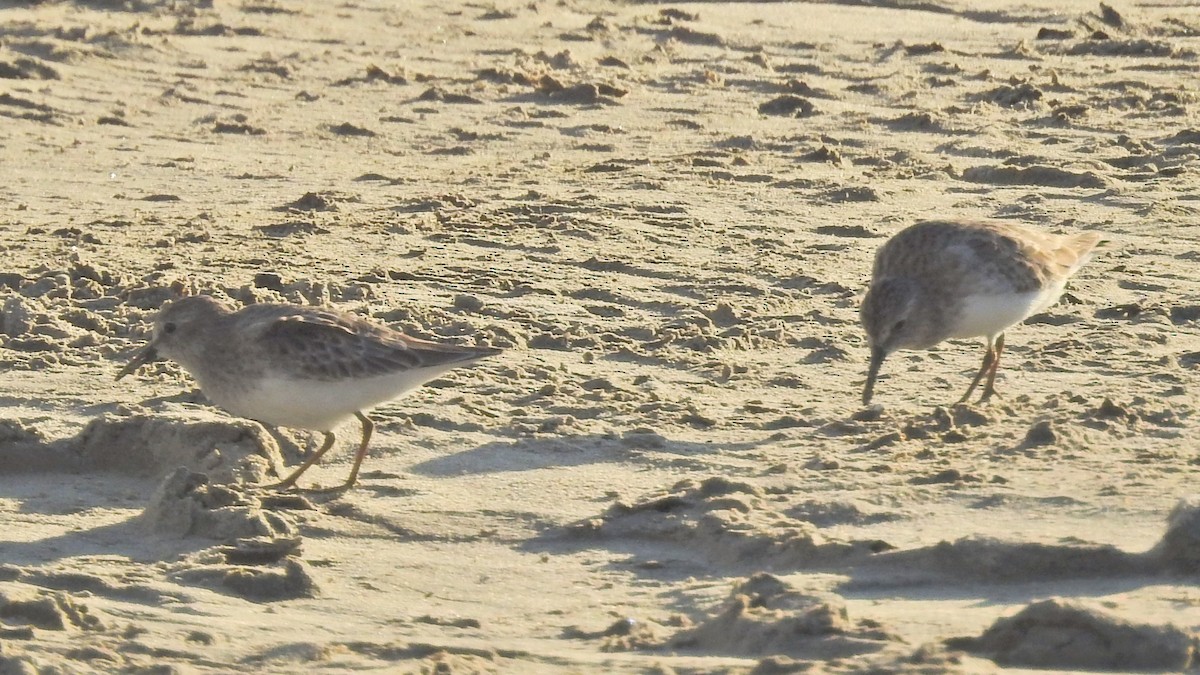 Least Sandpiper - ML72810151