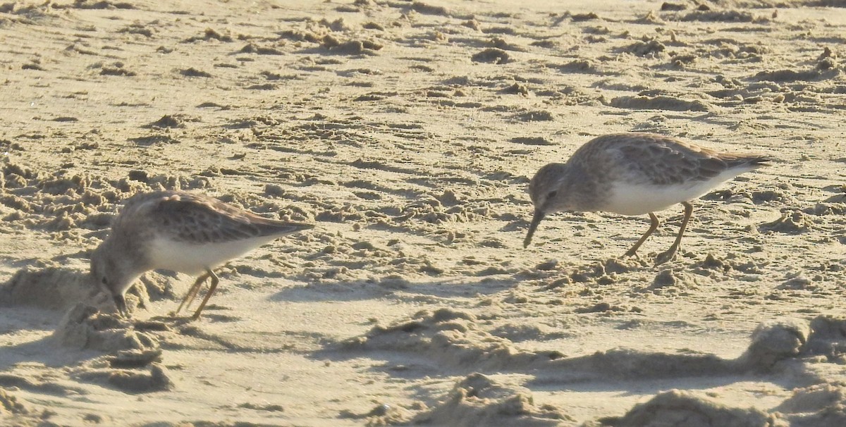 Least Sandpiper - ML72810161