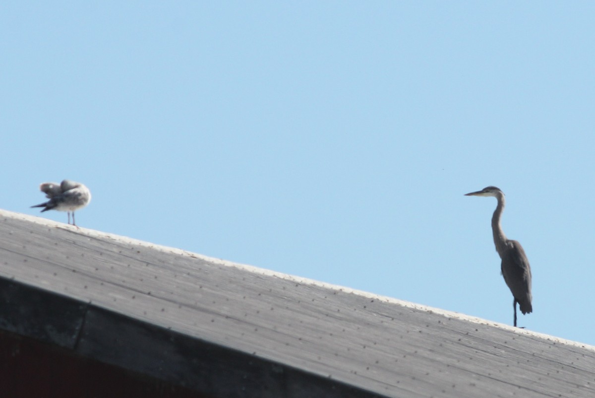 Great Blue Heron - ML72810481