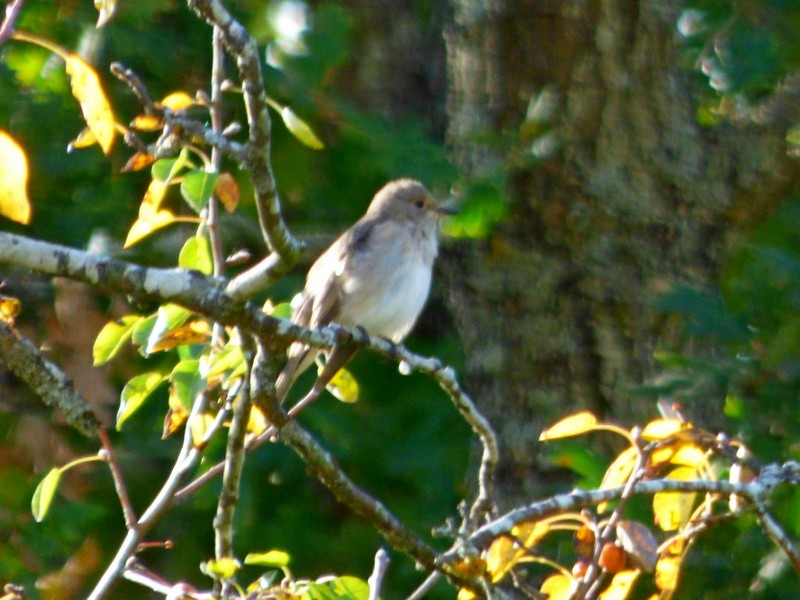 Spotted Flycatcher - ML72810731