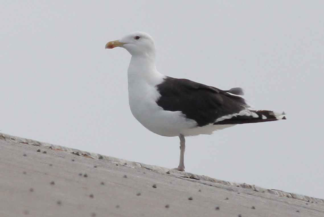 Great Black-backed Gull - ML72811021