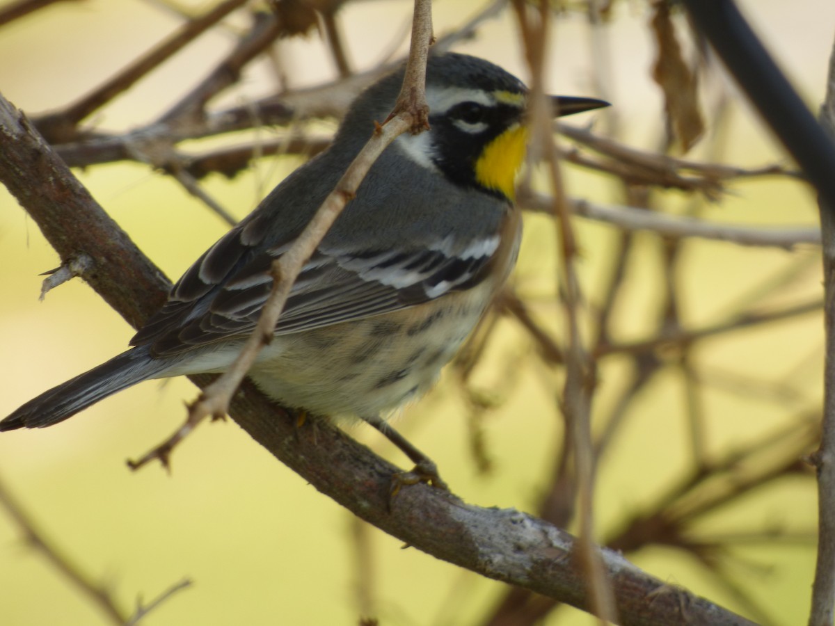 Yellow-throated Warbler - ML72812381