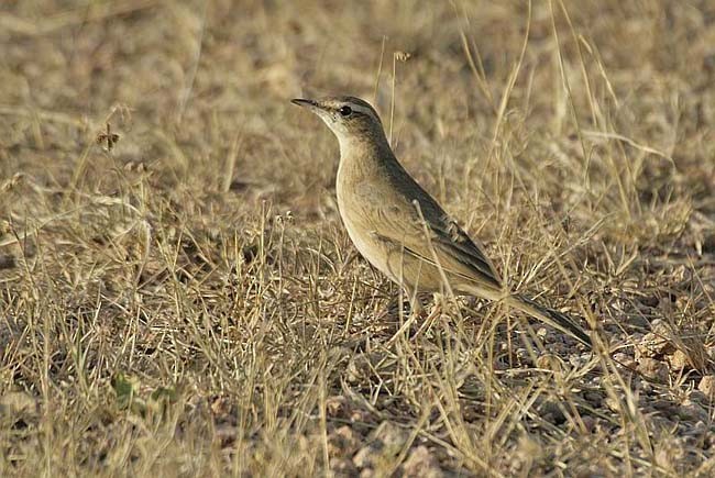 Long-billed Pipit (Persian) - ML728129