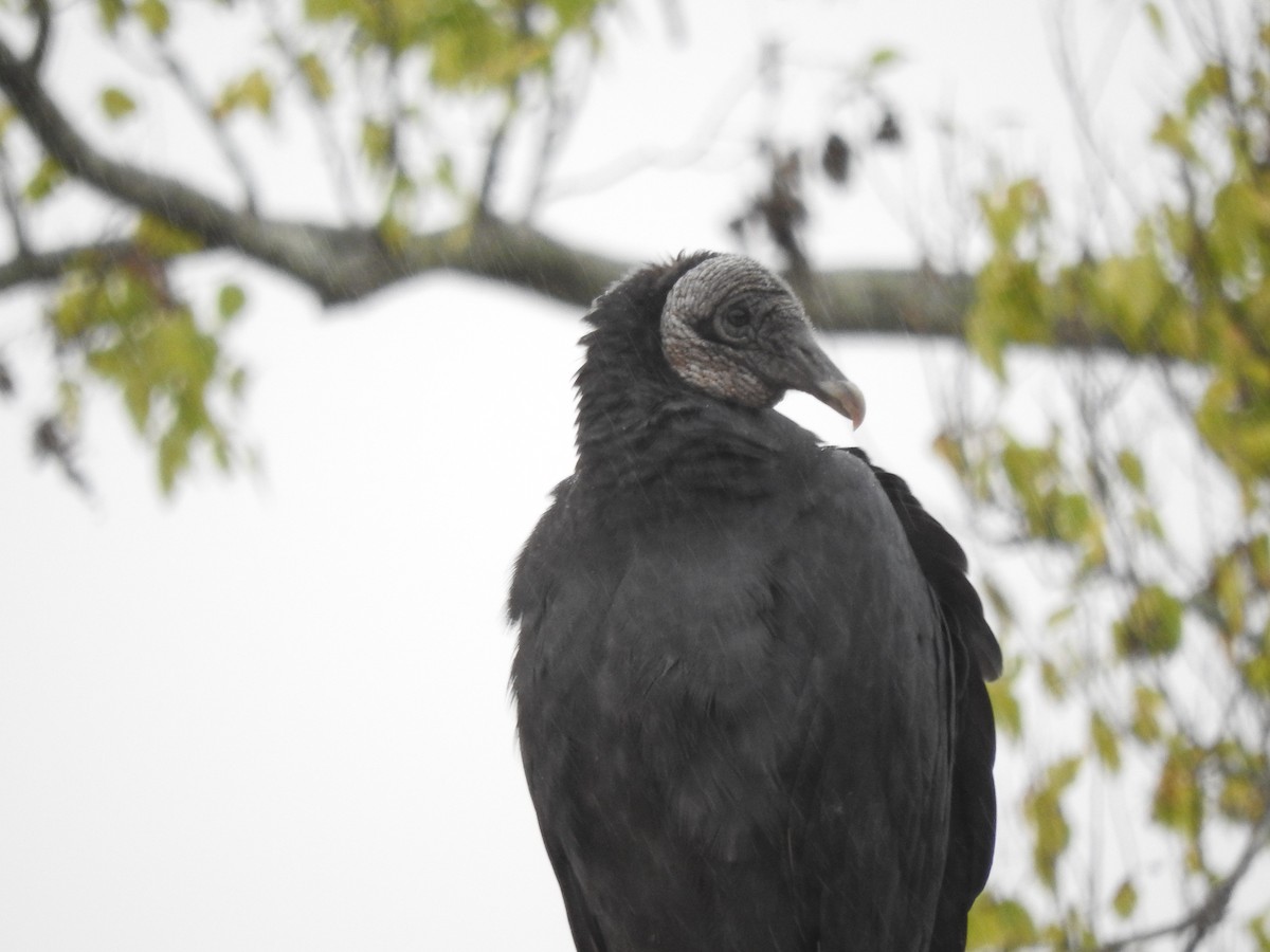 Black Vulture - ML72813491