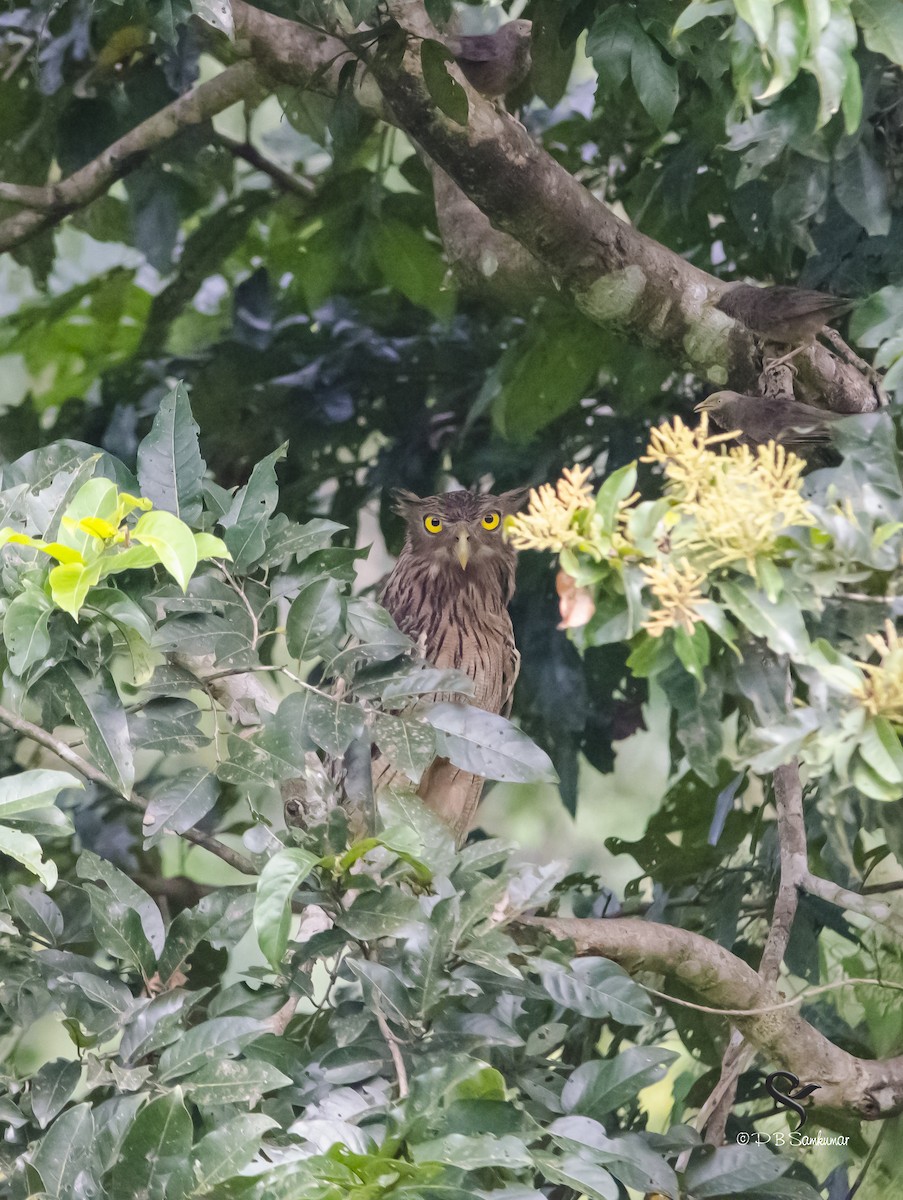 Brown Fish-Owl - ML72814401