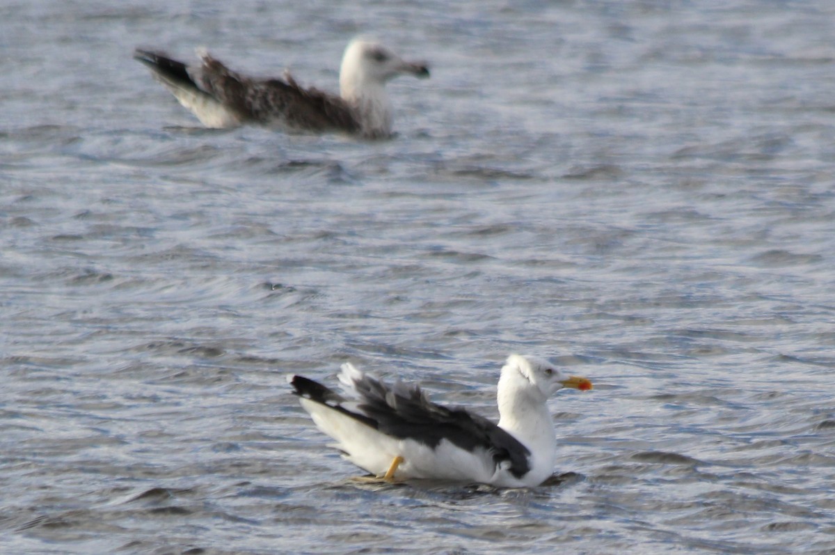 Lesser Black-backed Gull - john tuach