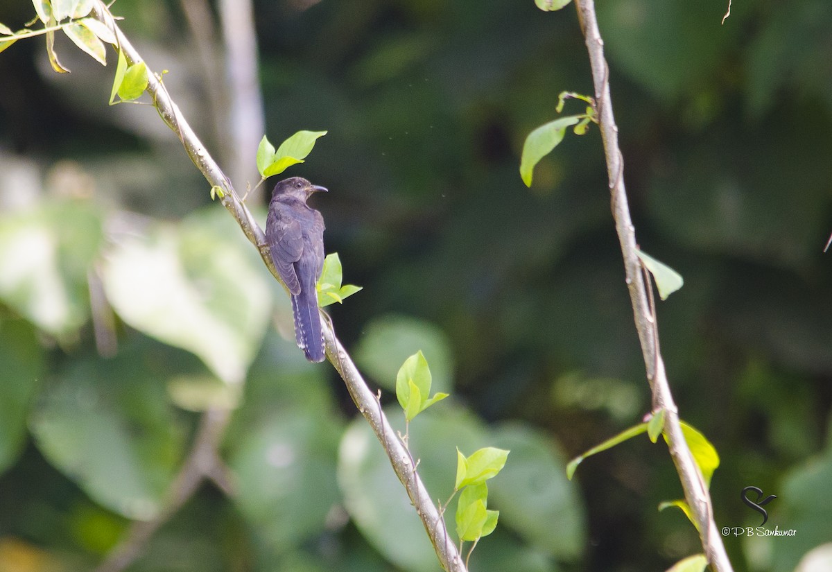 Gray-bellied Cuckoo - ML72814871