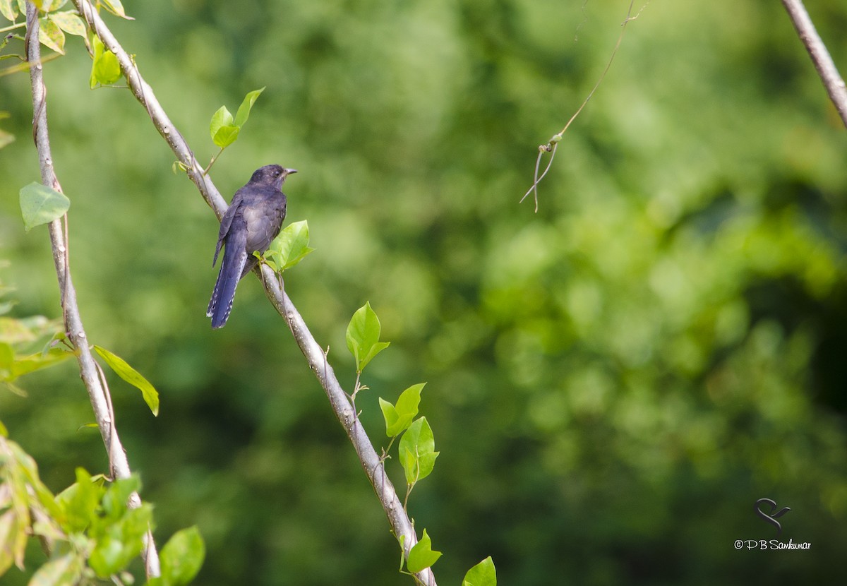 Gray-bellied Cuckoo - P. B. Samkumar