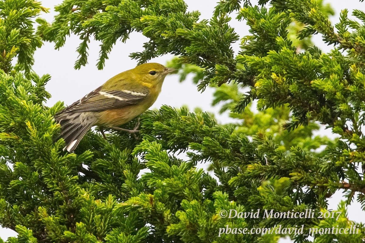 Bay-breasted Warbler - ML72814971