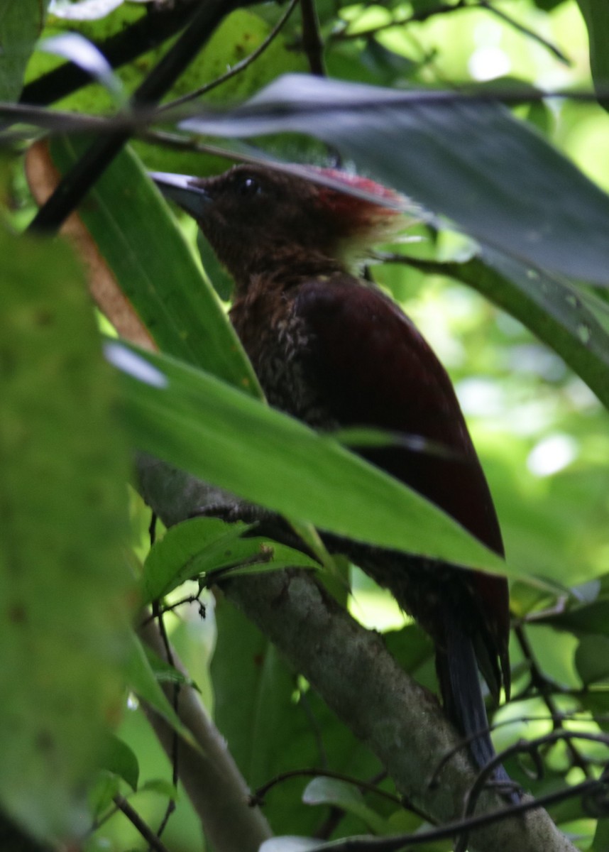 Banded Woodpecker - ML72815801