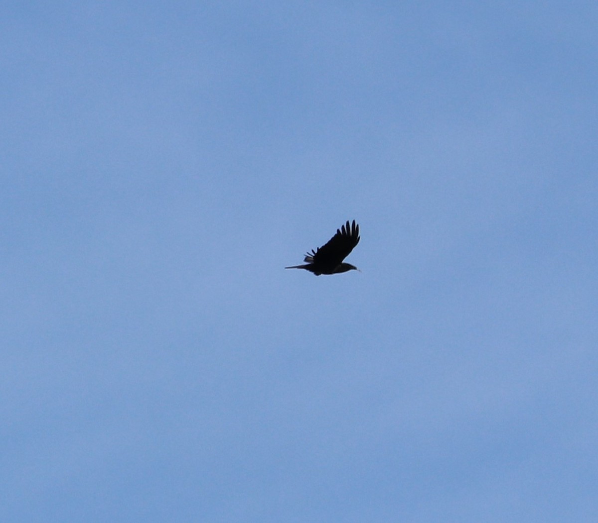 American Crow - ML72815961