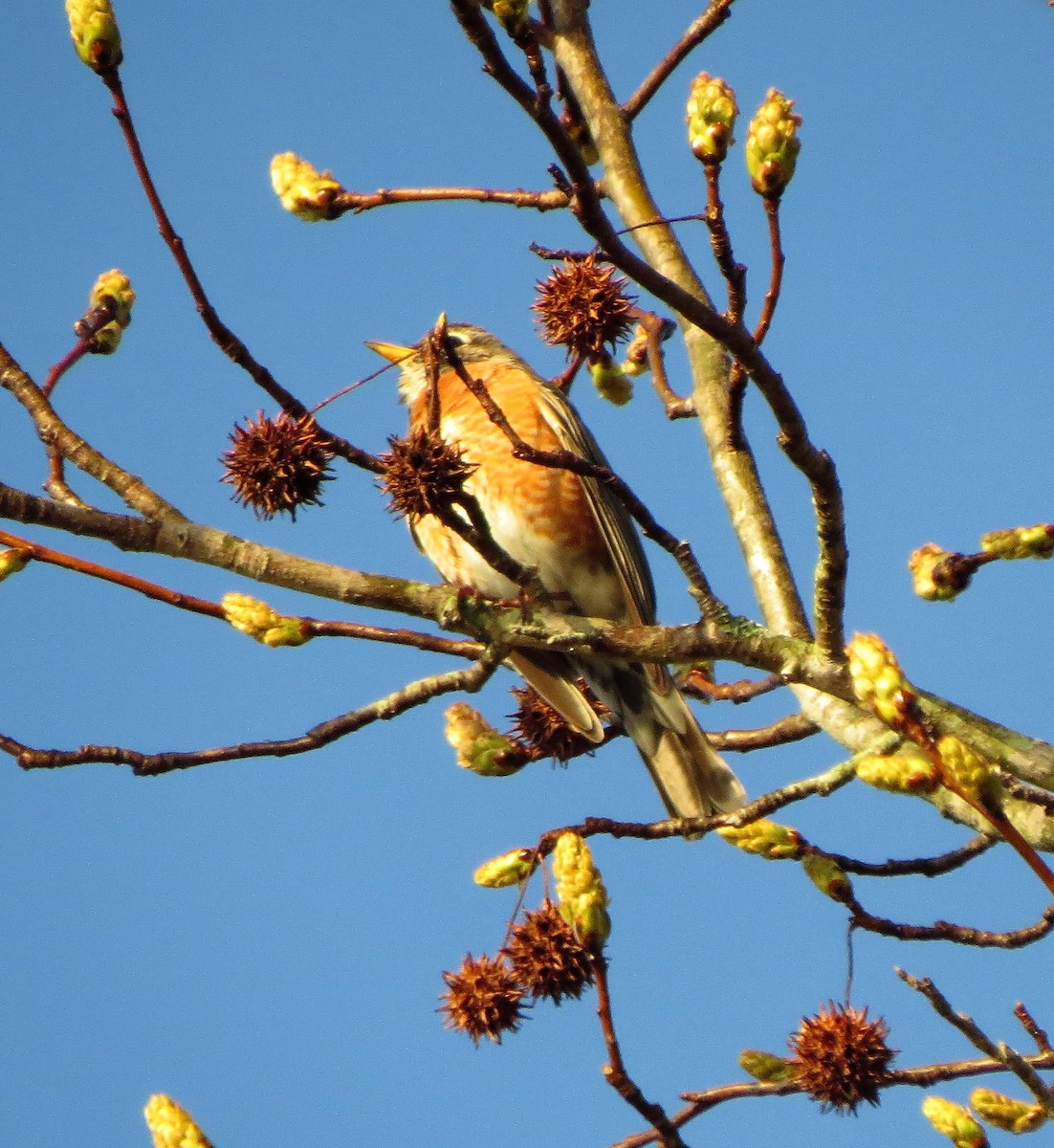 American Robin - ML72816461