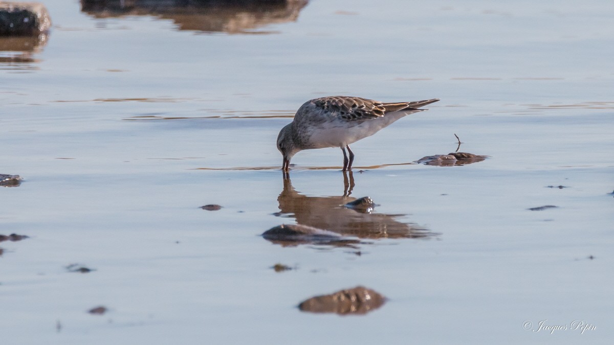 White-rumped Sandpiper - ML72817251