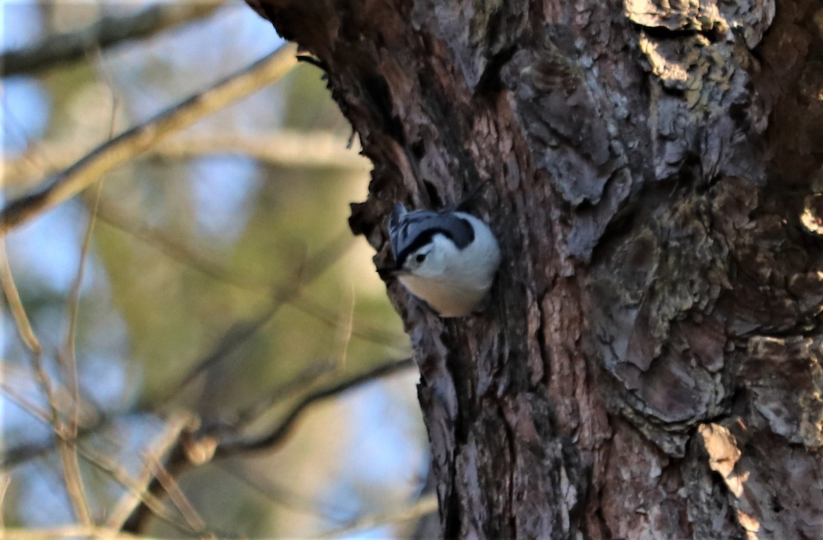 White-breasted Nuthatch - ML72818041