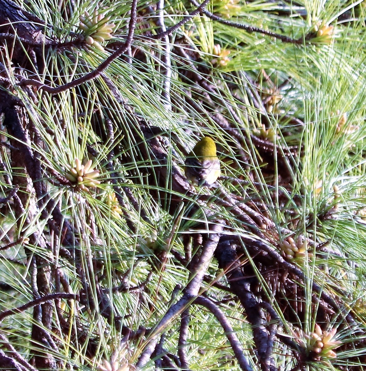 Pine Warbler - ML72818151