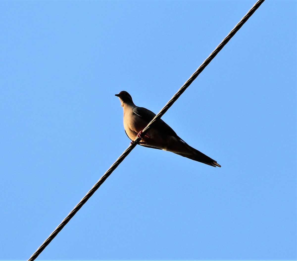 Mourning Dove - ML72818451