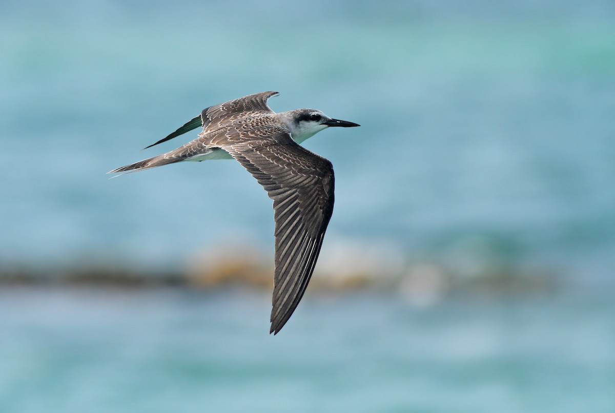 Bridled Tern - Jeremiah Trimble