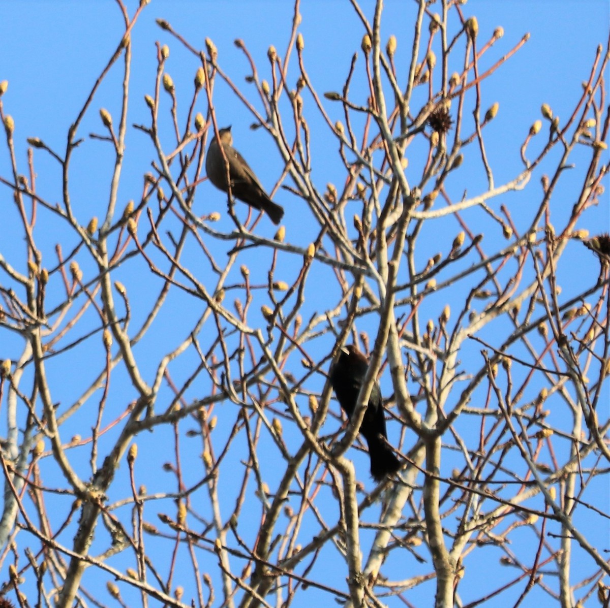 Brown-headed Cowbird - ML72819381