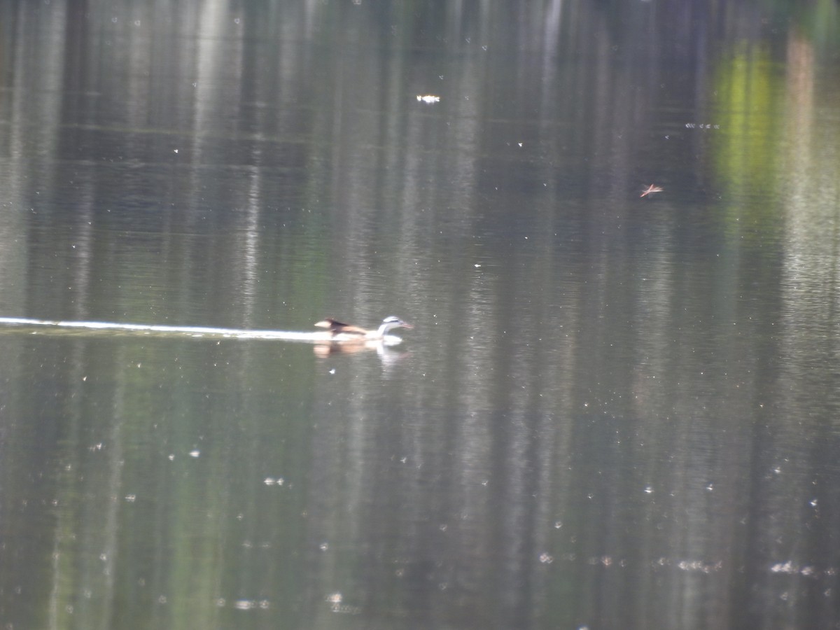 Sungrebe - ML72819601