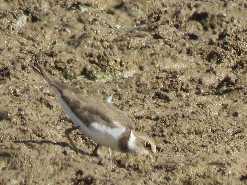 Little Ringed Plover - Pedro Fernandes