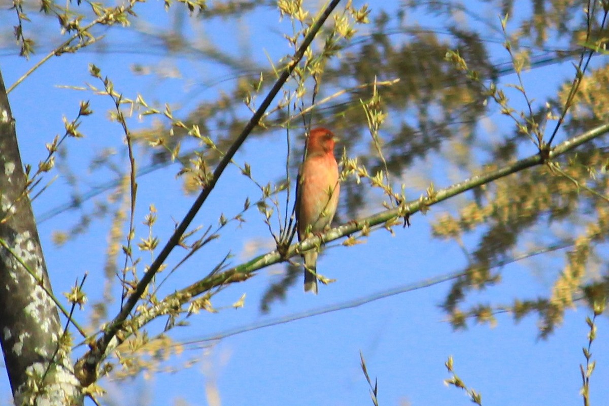 Common Rosefinch - ML72820811