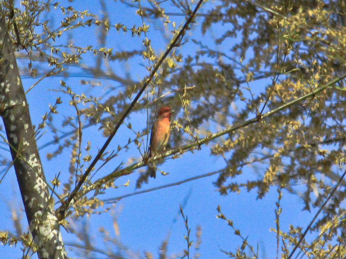 Common Rosefinch - ML72820831