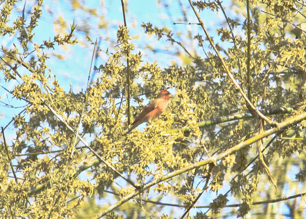 Common Rosefinch - ML72820841