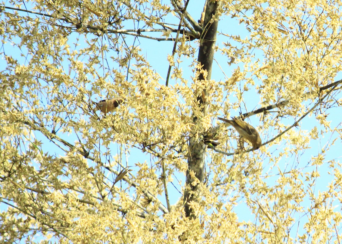 Common Rosefinch - ML72820861