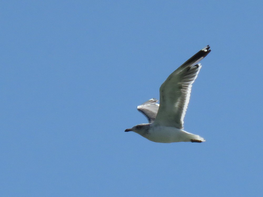 Lesser Black-backed Gull - ML72820881