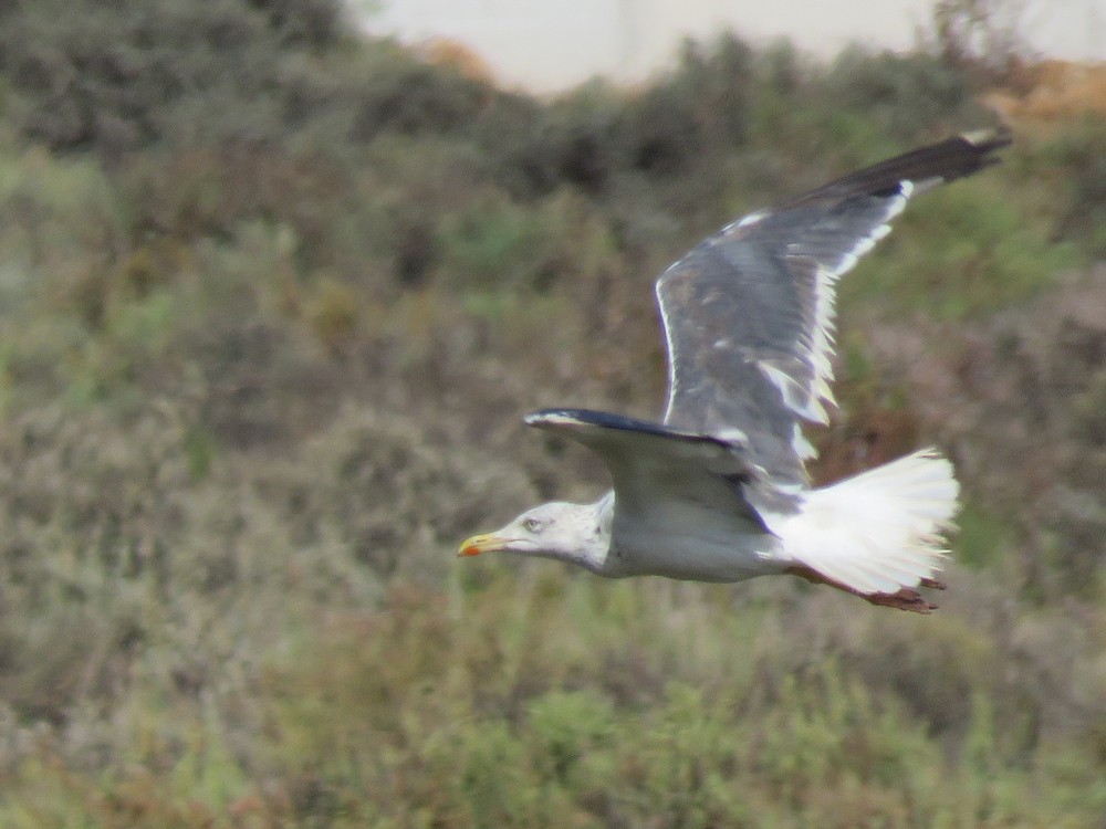 Lesser Black-backed Gull - ML72820911