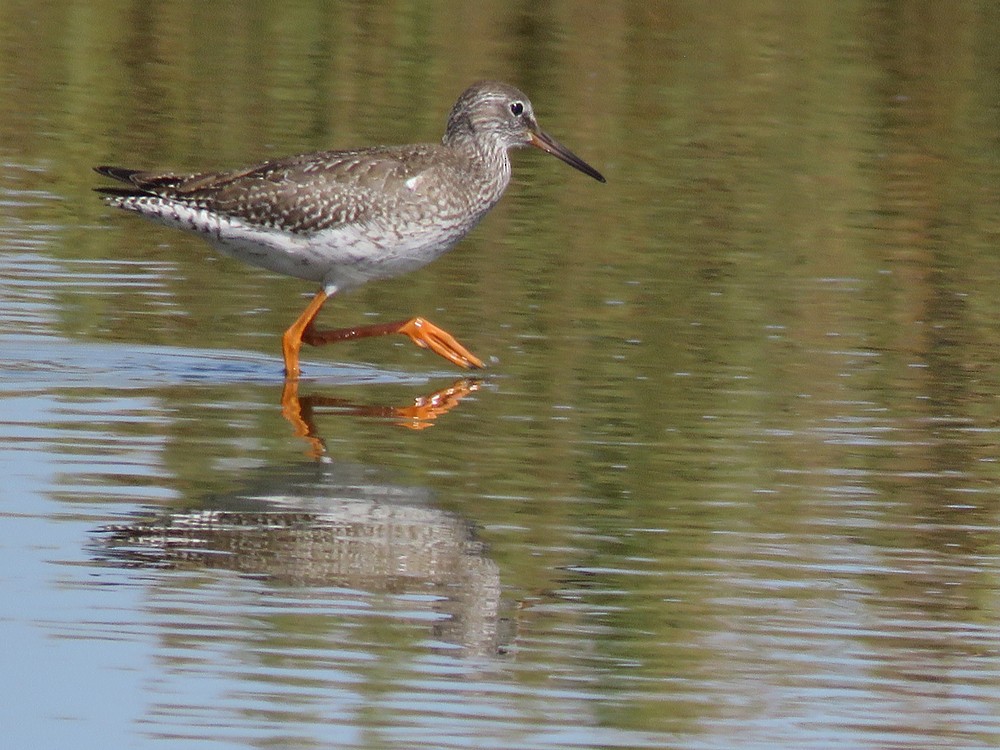 Common Redshank - ML72821121