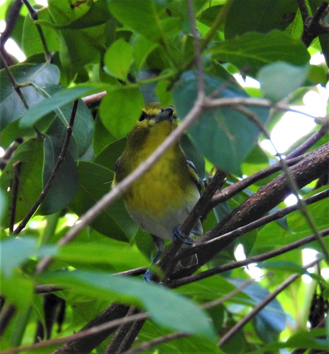 Yellow-throated Vireo - ML72821191