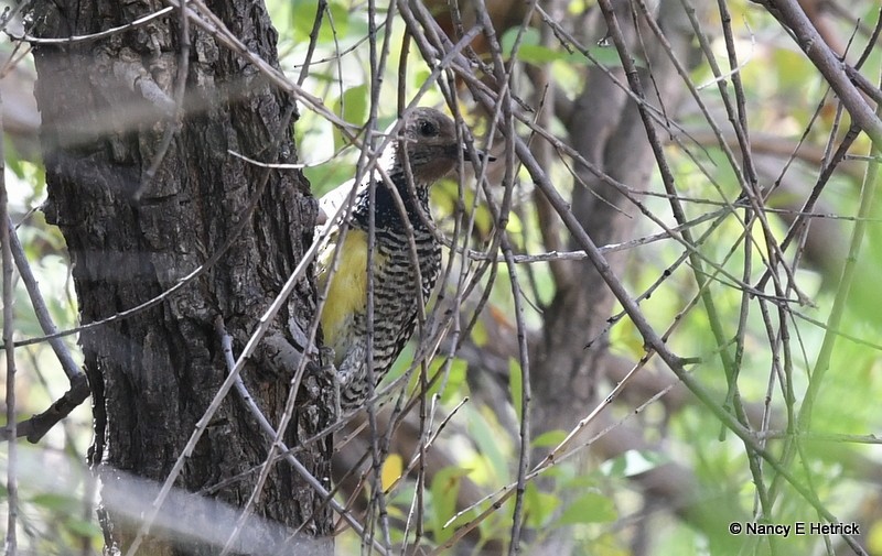 Williamson's Sapsucker - ML72821561