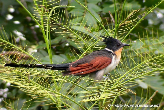 Chestnut-winged Cuckoo - Ayuwat Jearwattanakanok