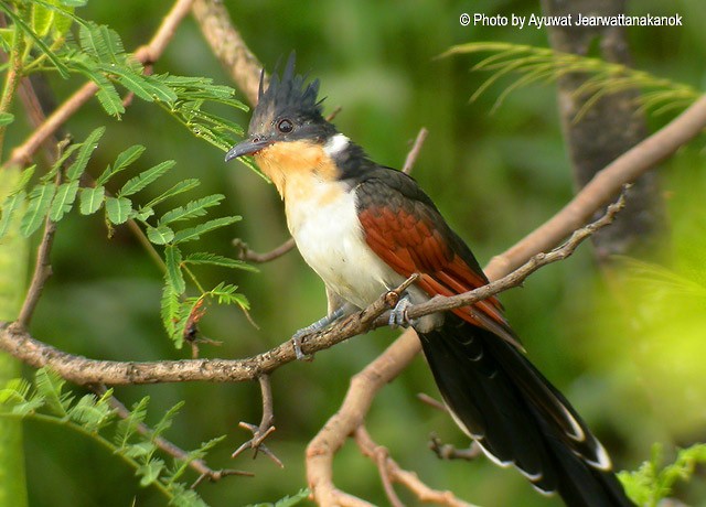 Chestnut-winged Cuckoo - ML728238