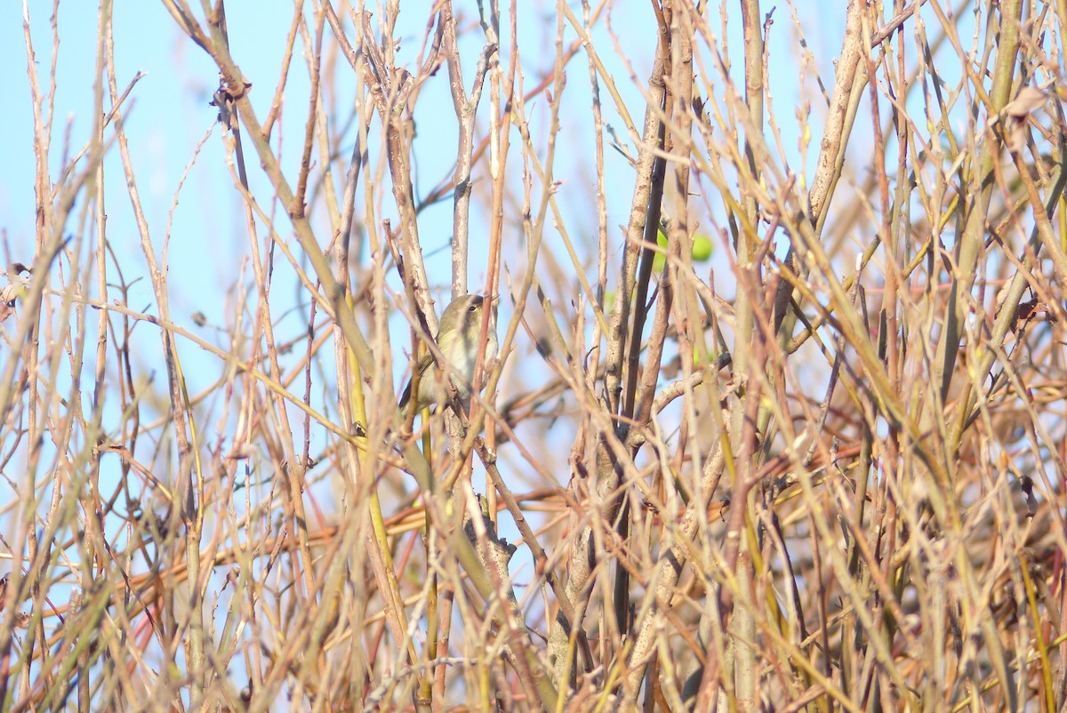 Willow Warbler - ML72824291