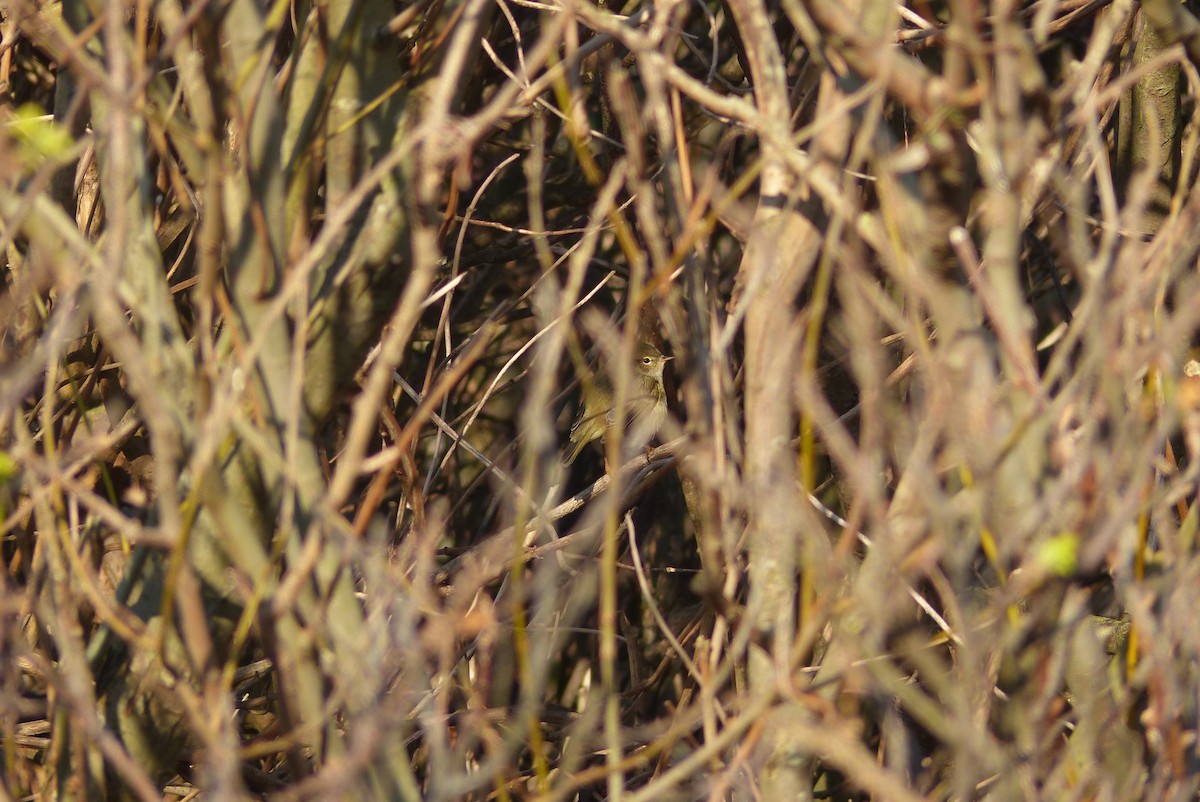 Mosquitero Musical - ML72824301