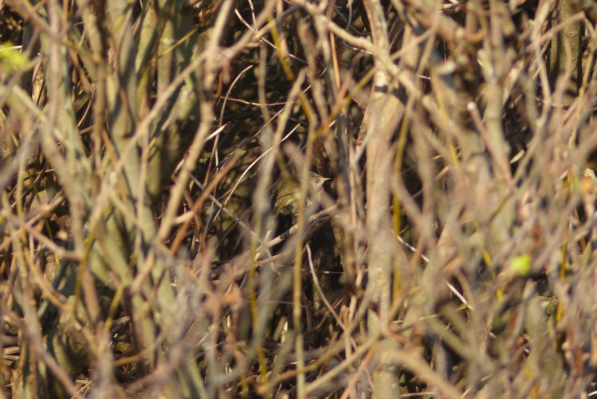 Mosquitero Musical - ML72824311