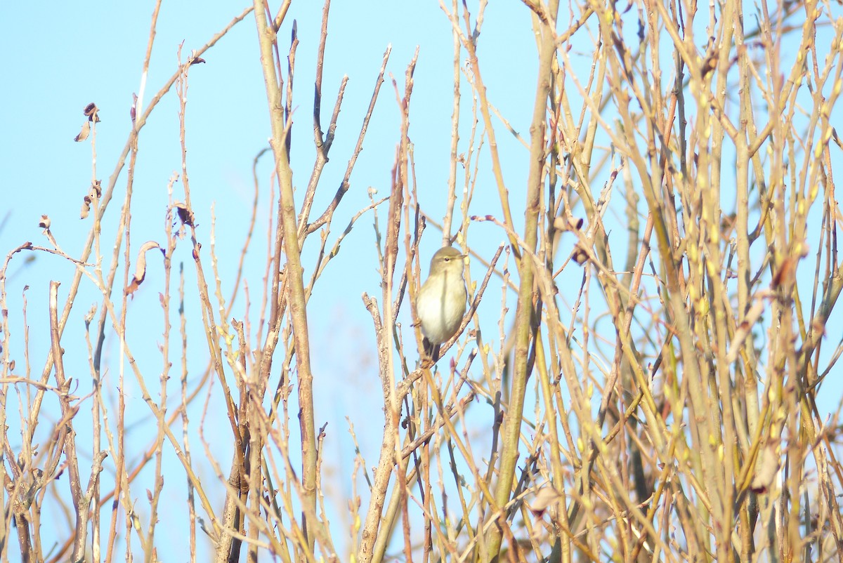 Willow Warbler - ML72824371