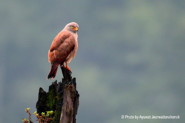 Rufous-winged Buzzard - ML728245