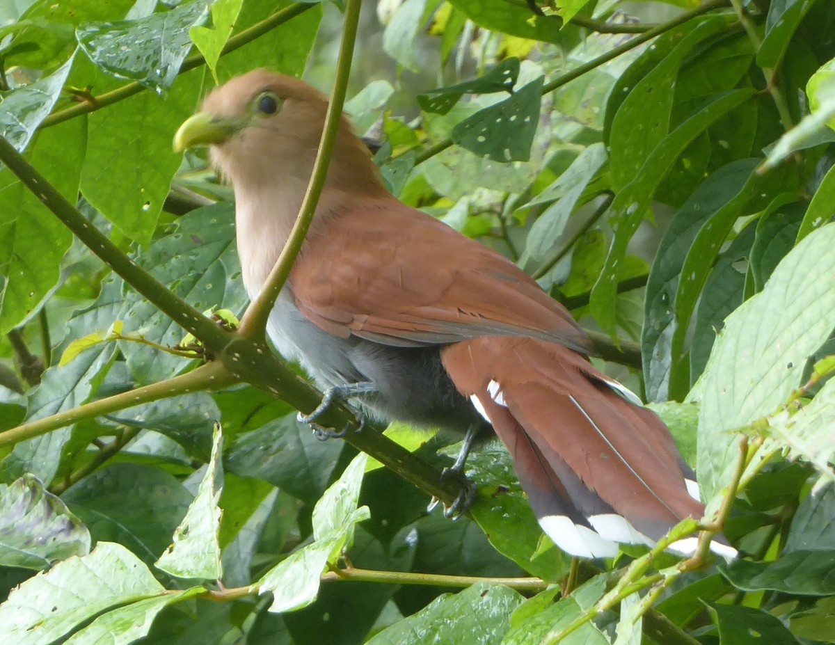 Squirrel Cuckoo - ML72824881