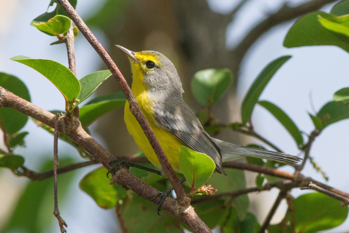 Barbuda Warbler - Jeff Gerbracht