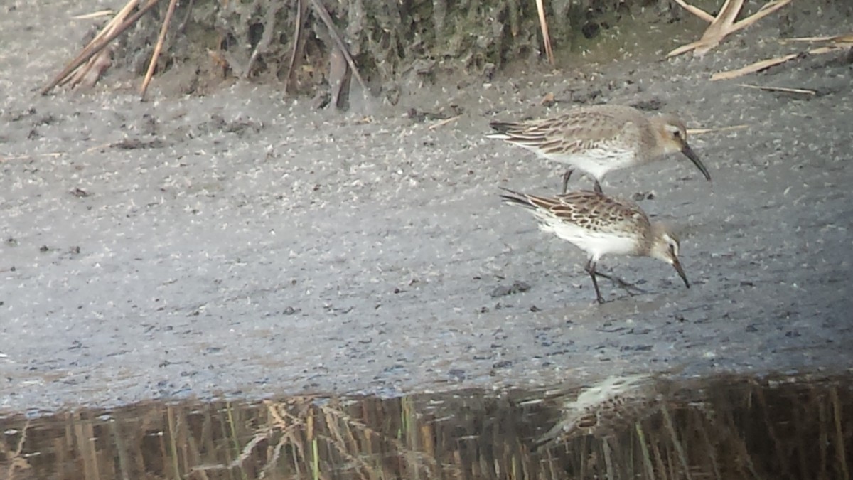 White-rumped Sandpiper - ML72826321