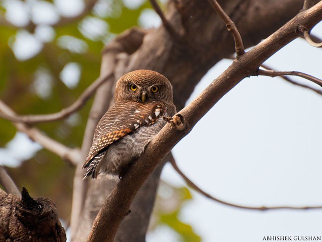 Jungle Owlet - ML728268