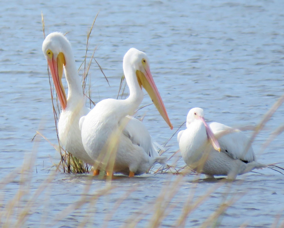 pelikán severoamerický - ML72828101