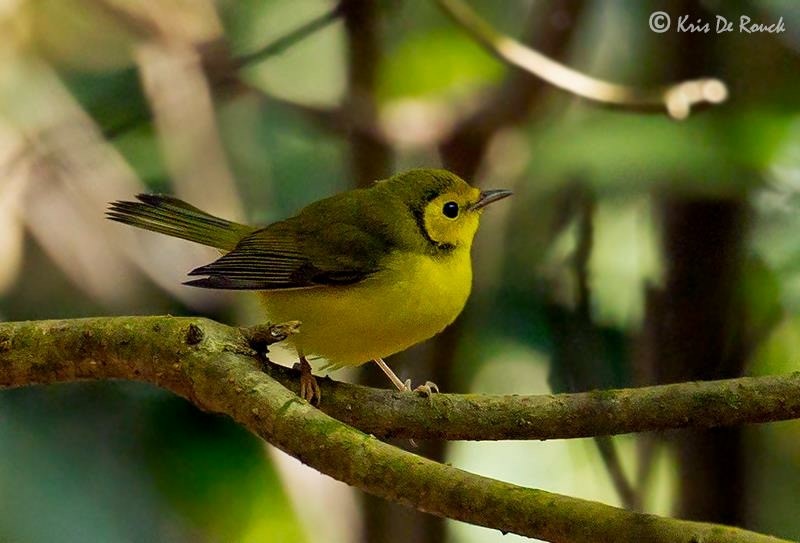 Hooded Warbler - ML72828901