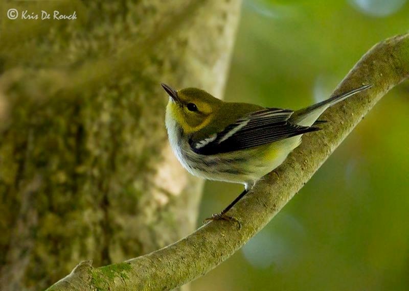 Black-throated Green Warbler - ML72829601