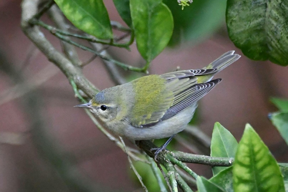 Tennessee Warbler - ML72830181